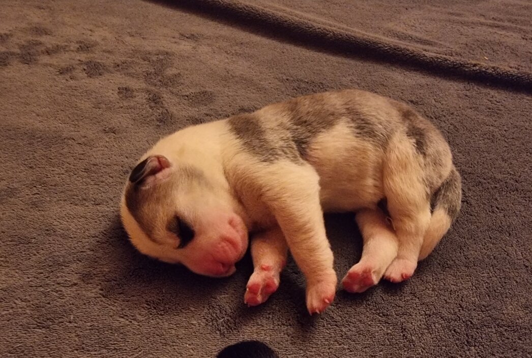 Сладкая булочка спит.