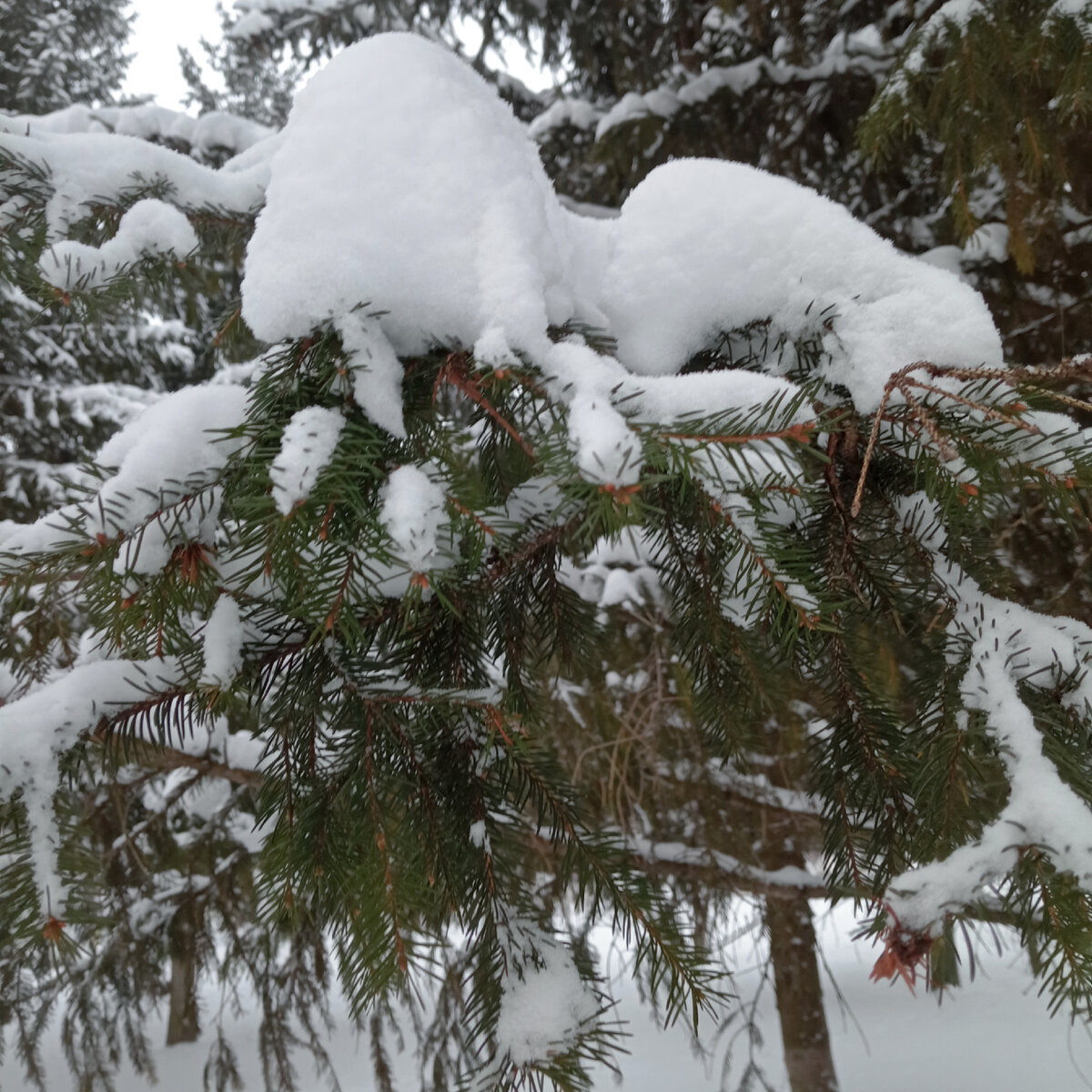 Уж больно хочется елочку под пушистым.снегом оставить на память. Пусть будет обложкой)) 