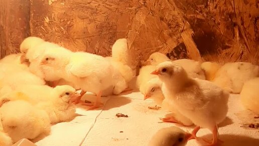 Жизнь бройлера. Бройлер кобб 700 арбор. Кормовые цыплята. Цыплят в первые дни жизни. 2х недельные цыплята.