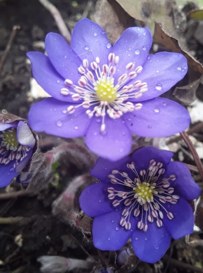 Печеночница благородная