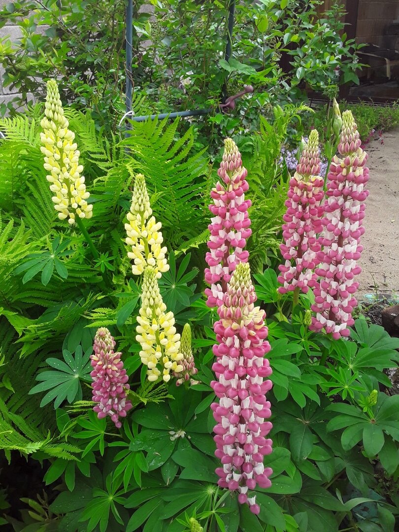 2022 год - последнее лето моих люпинов