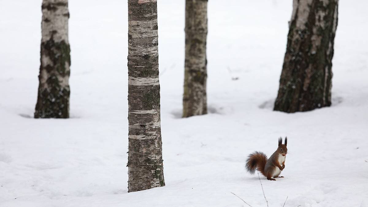    Фото: Артур Новосильцев / АГН Москва