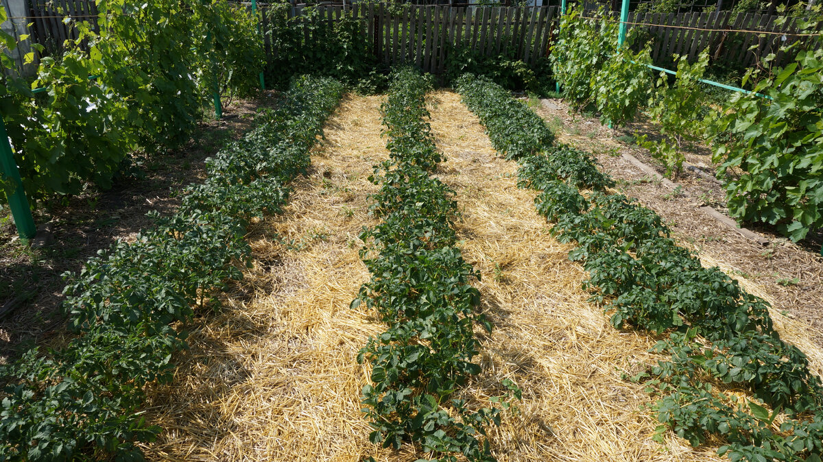 Каждая грядка состоит из двух спаренных рядов в шахматном порядке 35*35 см и широким междурядьем