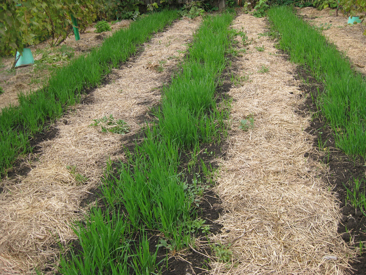 Как только собрали урожай в тот же день высаживаем овёс, и вот такая сочная зелень осенью у нас на огороде)