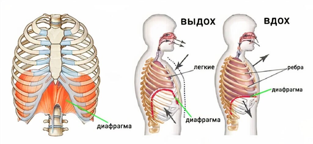 Механизм вдоха и выдоха легкие. Диафрагма дыхательная мышца. Дыхательные мышцы вдоха и выдоха. Диафрагма вдох и выдох.