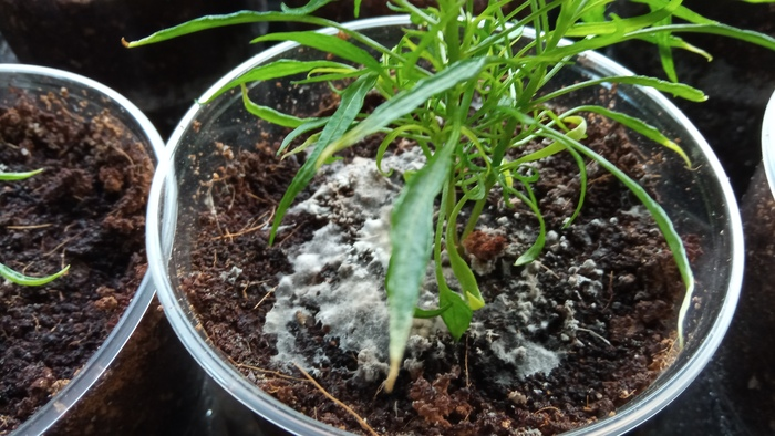 Источник фото: https://pikabu.ru/story/plesen_raznaya_byivaet_8251976