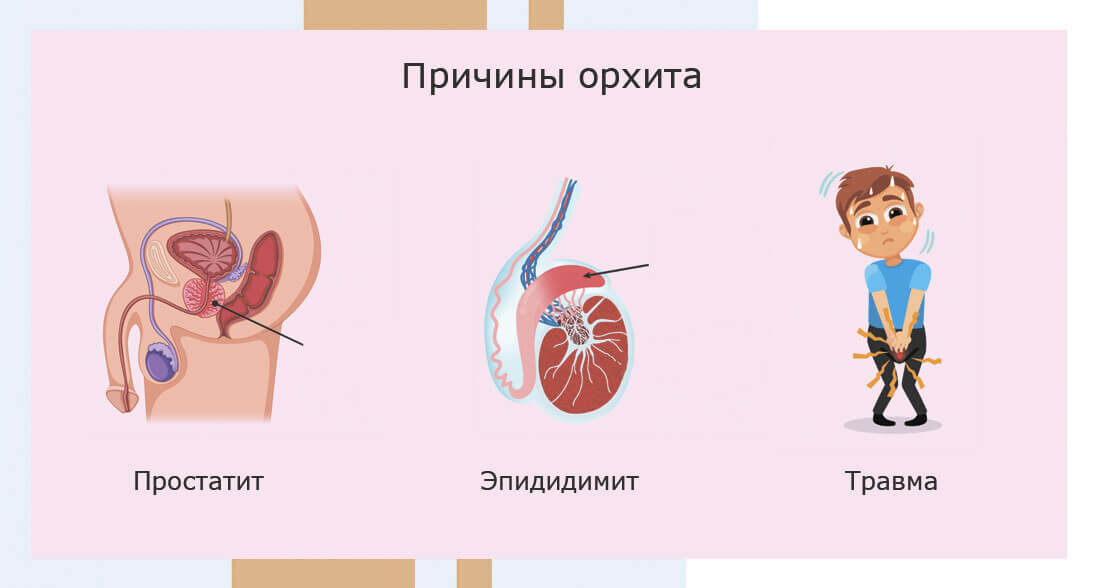 Интернет-магазин зоотоваров - 