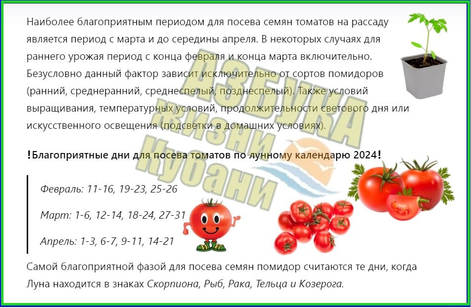 Посадить помидоры по лунному календарю 2024