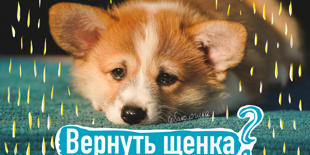 Можно ли вернуть щенка после его покупки