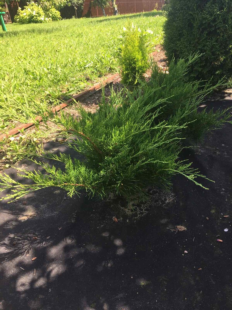 можжевельники Минт Джулеп в моем саду в сезоне 2023