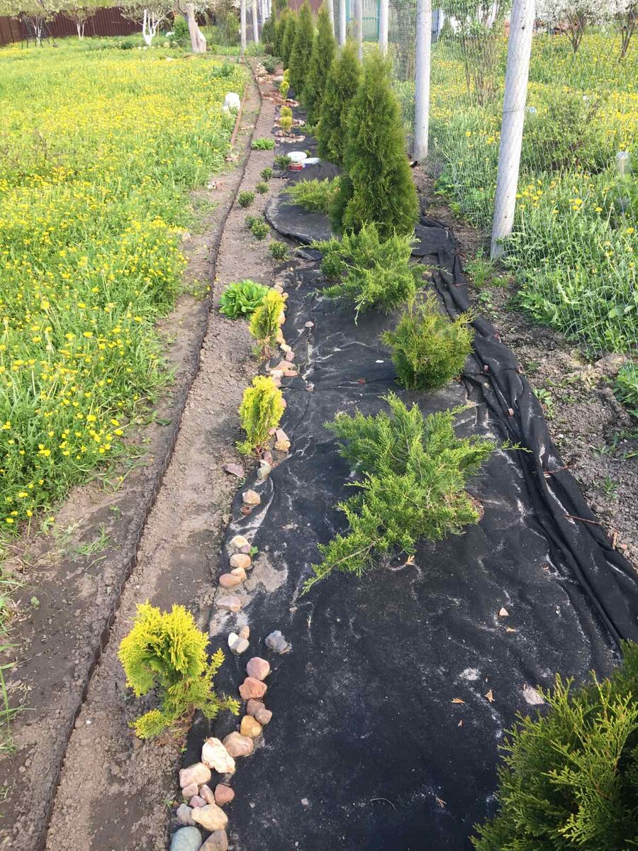 фото после первой зимовки можжевельника Минт Джулеп (весна 2023), обрезку в 2023году не делала