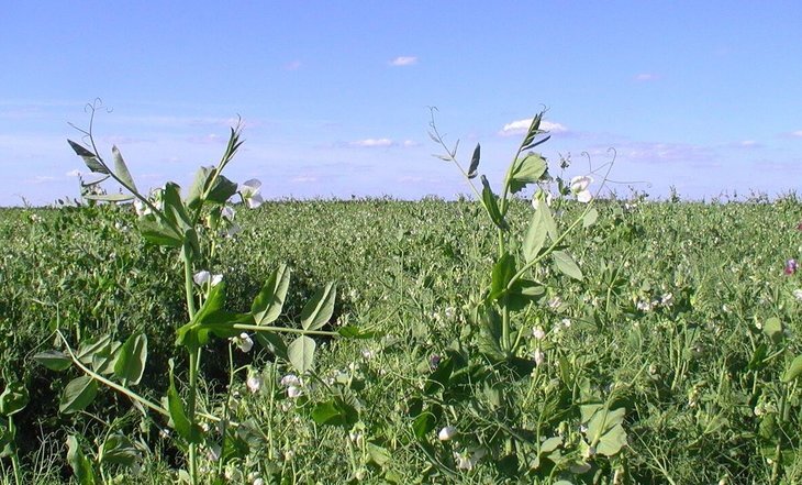    Горох в топе рекордного экспорта российских зернобобовых культур