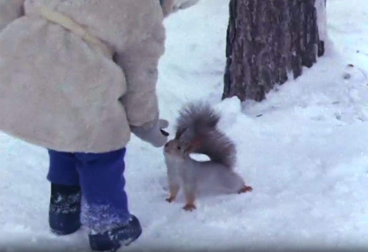 Кадр из видеозарисовки "Воскресным днем в Академгородке" (1977)