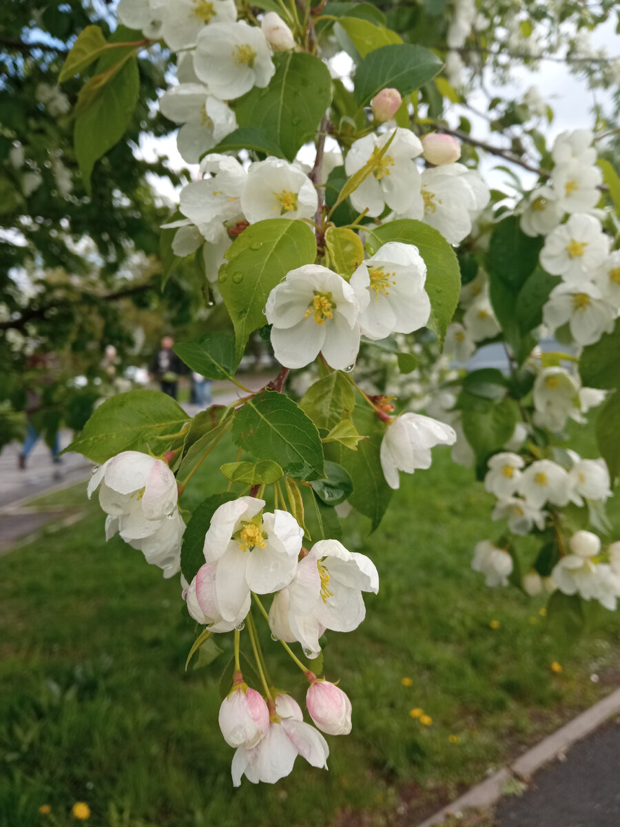 Вот весну я люблю