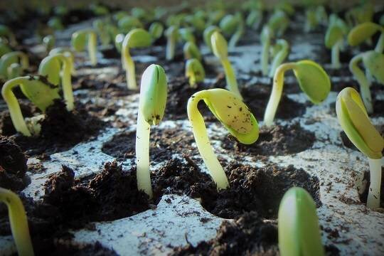    Россельхознадзор ужесточил ввоз в РФ иностранных семян и саженцев