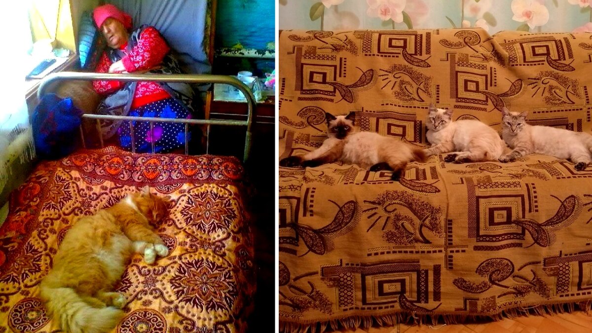 Ну и что, что у нас есть свои лежанки! В этом доме ВСЁ - наше!