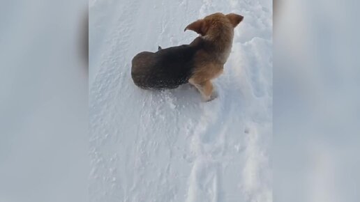 Ольга на прогулке с хвостиками // Посылка от Светланы // Едем за двумя хвостиками, главное успеть