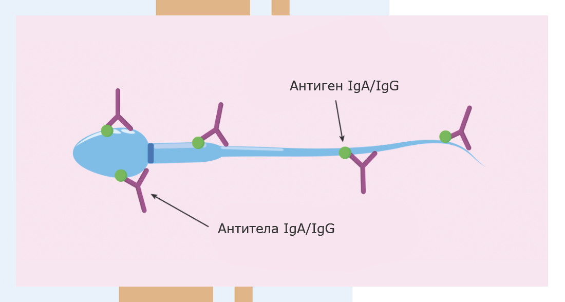 Антитела к сперматозоидам