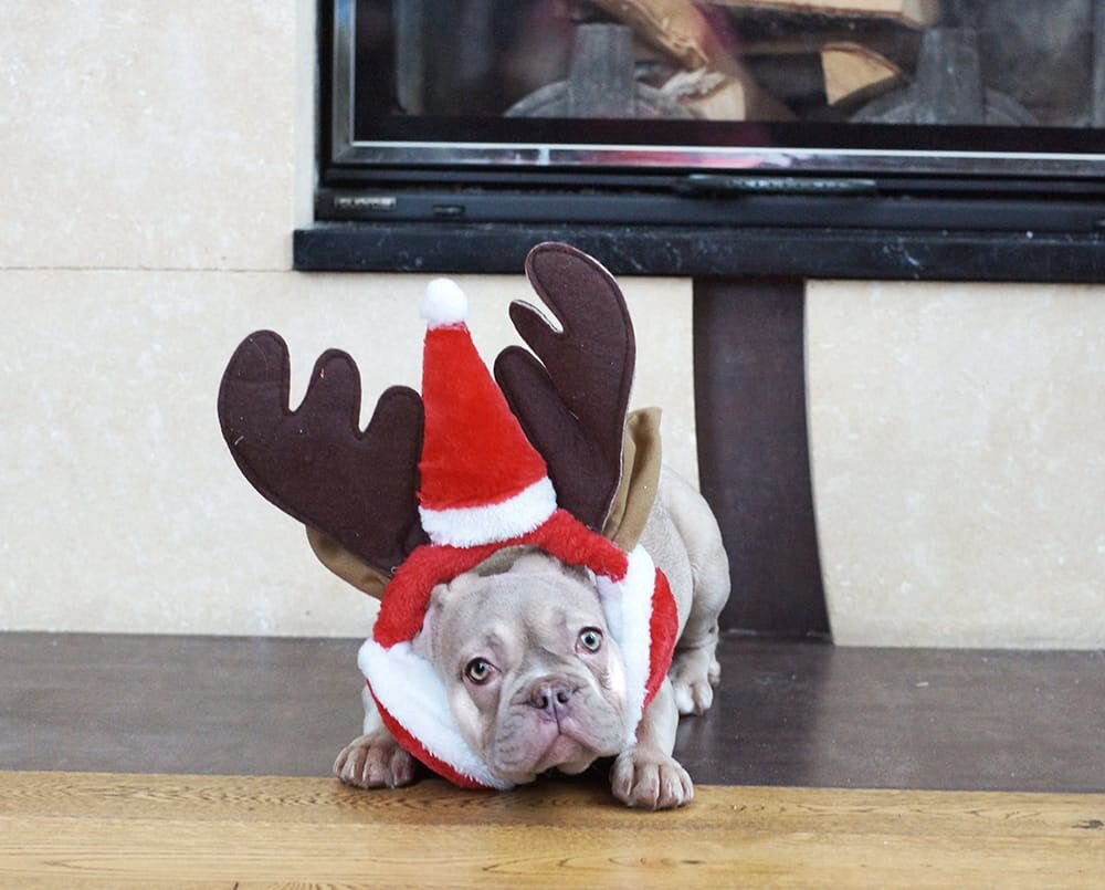 Французский бульдог Альфа Бульдогвилл.