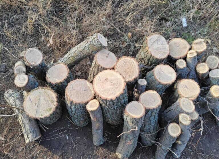    Житель Курманаевского района незаконно срубил дубы на 100 тысяч рублей Кристина Просвиркина