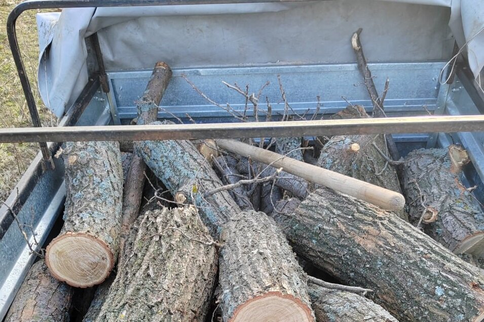    Житель Курманаевского района незаконно срубил дубы на 100 тысяч рублей Кристина Просвиркина