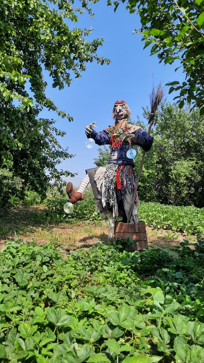 Фото автора. Баба-Яга на страже урожая.