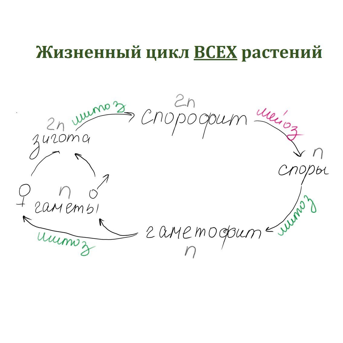 Папоротники чем размножаются