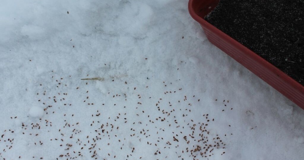 Что посеять зимой в снег