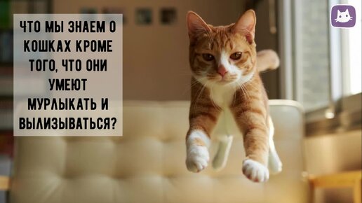 😺7 удивительных фактов о кошках, которые известны не всем