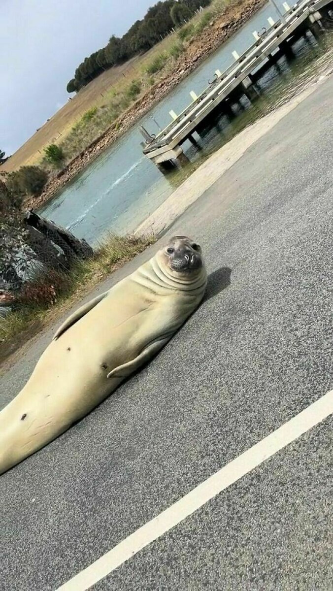    Тюлень захватил городок Тасмании: он преграждает путь машинам и отдыхает на лужайках