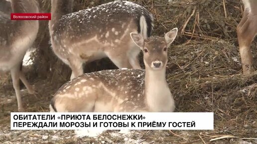 Обитатели «Приюта Белоснежки» переждали морозы и готовы к приему гостей