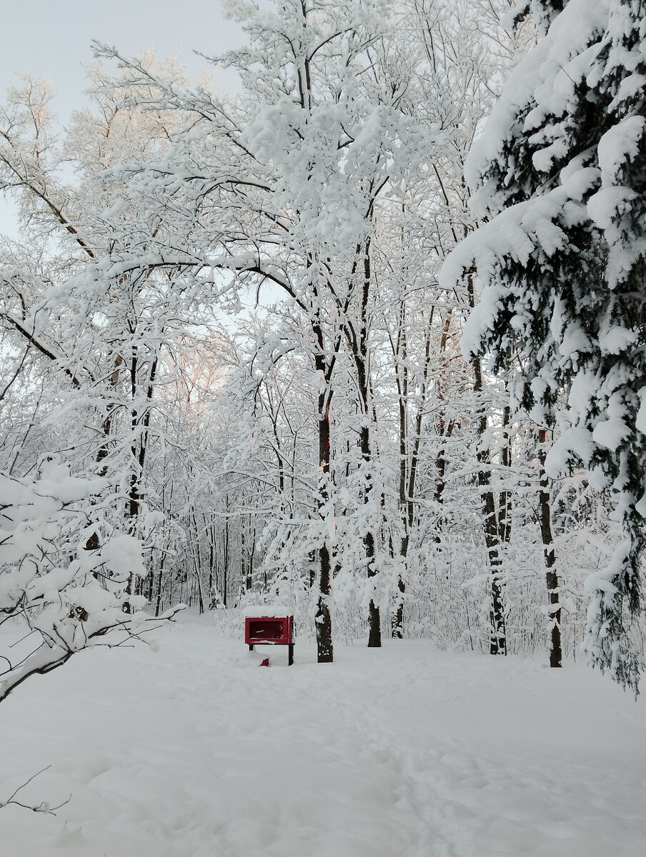 Сказочный лес в Токсово, фото автора