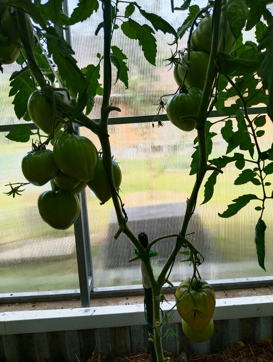 Впервые в этом году(2023 г) посадила в своей теплице этот сортовой томат.-2