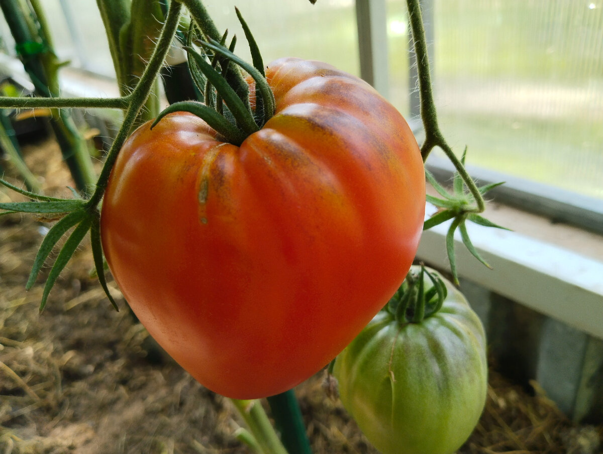  Впервые в этом году(2023 г) посадила в своей теплице этот сортовой томат.