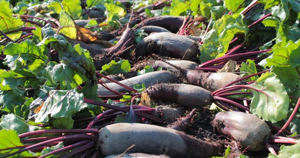 Как сохранить свеклу на всю зиму в погребе, квартире, на балконе