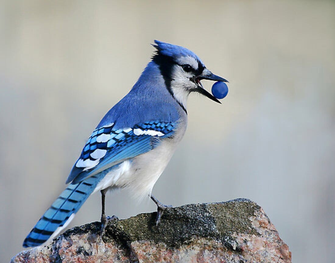 Bluejay. Сойка хохлатая. Птичка Сойка голубая. «Голубые сойки». Синеголовый Удод.