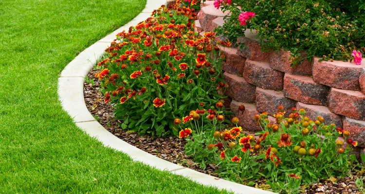 Декоративные клумбы. Рабатка тунберга. Оформление бордюра. Бордюр для цветника. Оформление бордюра.