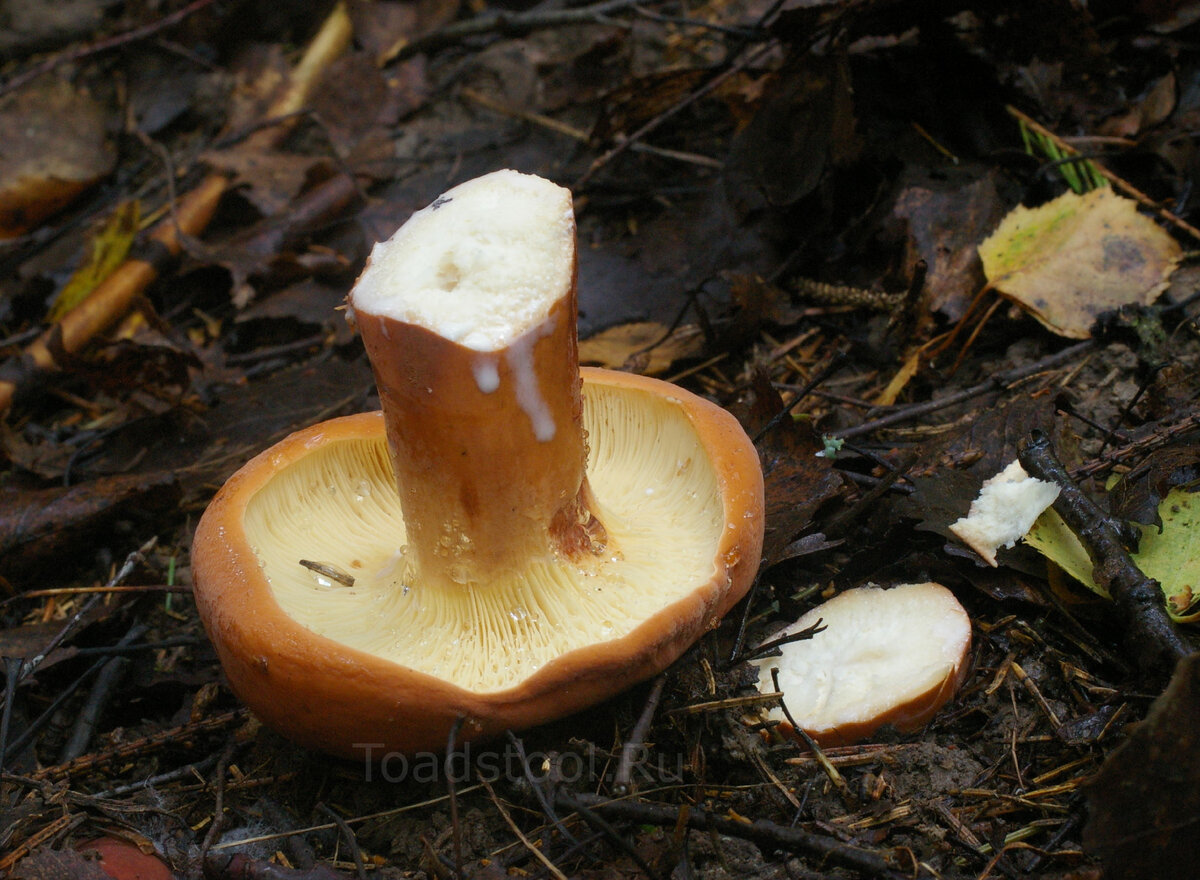 Boletus edulis – белый гриб. Сухоножки грибы. Подмолочник сыроежка. Белый гриб выделяет молоко. Грибы при срезе выделяет молоко.