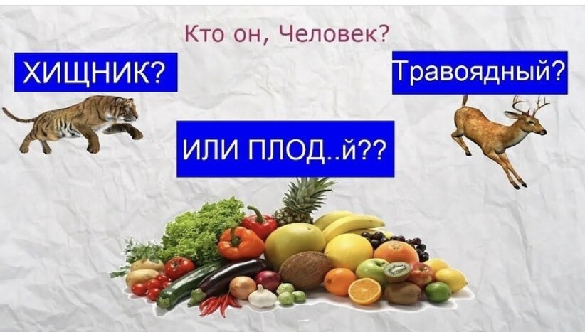 Лиса травоядное плотоядное или всеядное животное. Лиса травоядное плотоядное или всеядное животное
