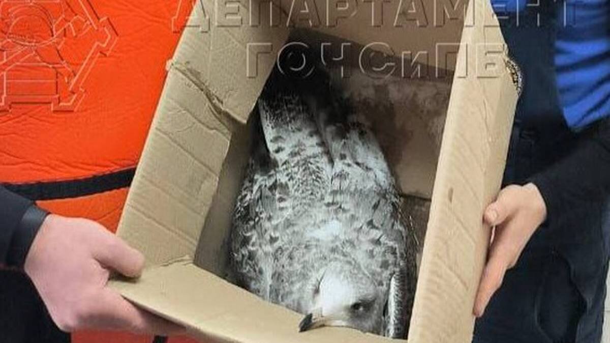    Фото: Пресс-служба Департамента по делам гражданской обороны, чрезвычайным ситуациям и пожарной безопасности города Москвы