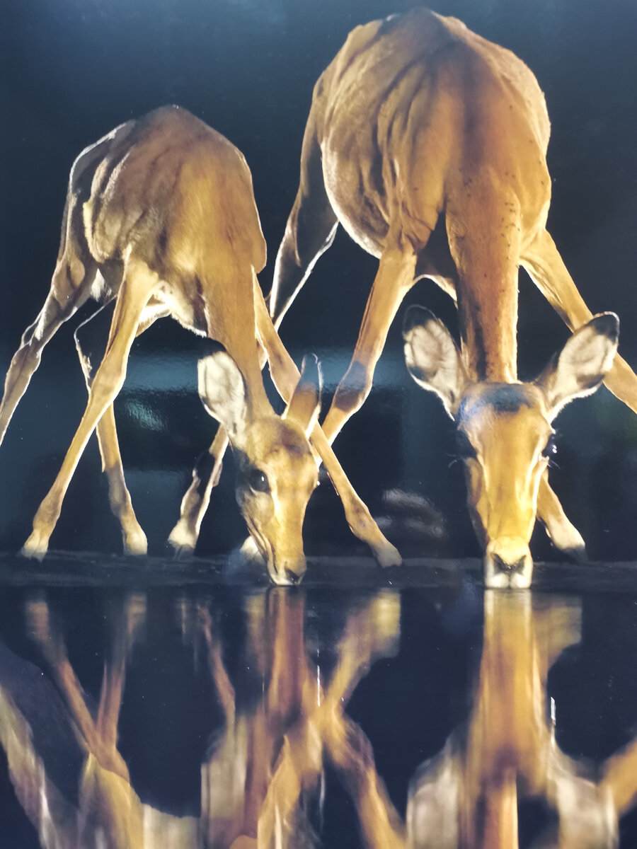 Фотофестиваль "Золотая черепаха 2023", Москва, Новая третьяковка