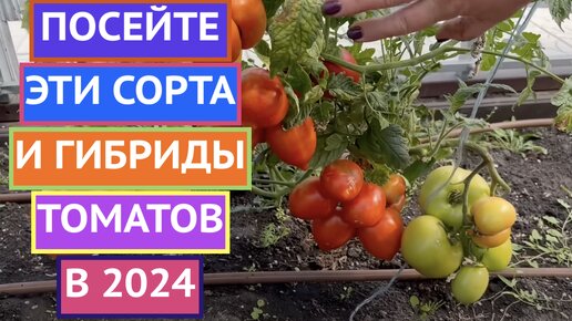 РЕКОМЕНДУЮ! ЛУЧШИЕ СОРТА/ГИБРИДЫ ТОМАТОВ 2023!