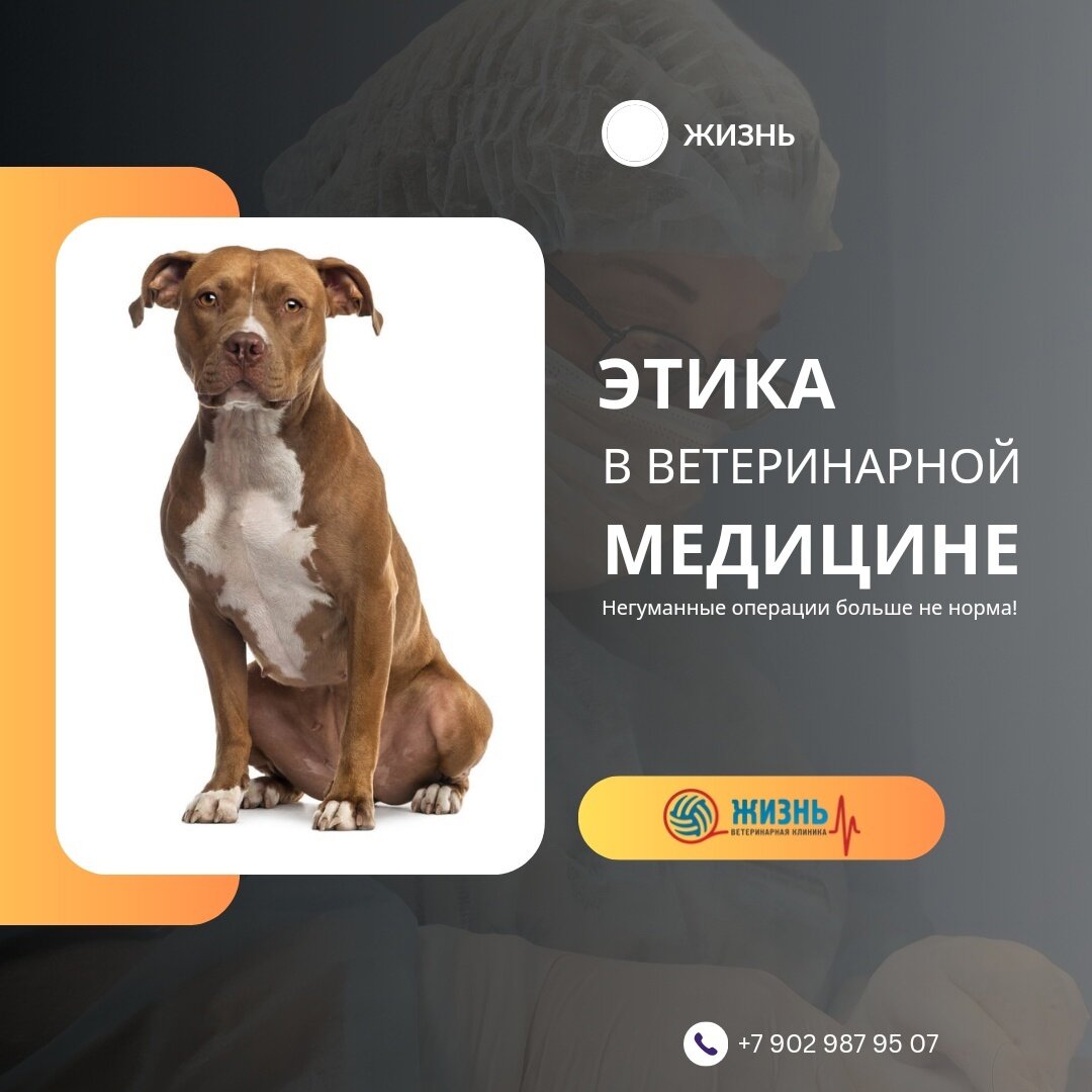 Ветеринарная клиника в Калуге "Жизнь"