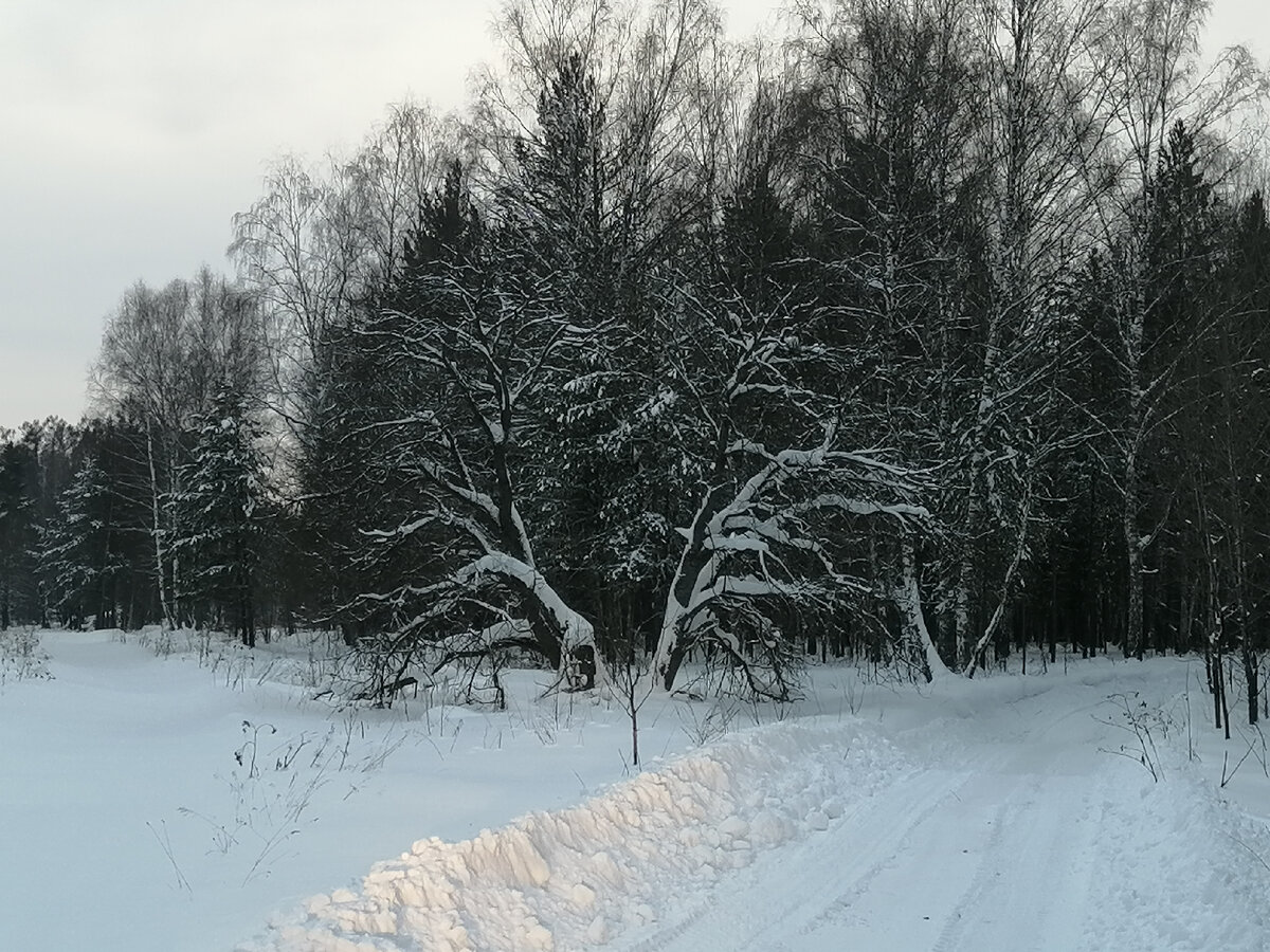 Какое необыкновенно красивое дерево нас встретило в начале пути