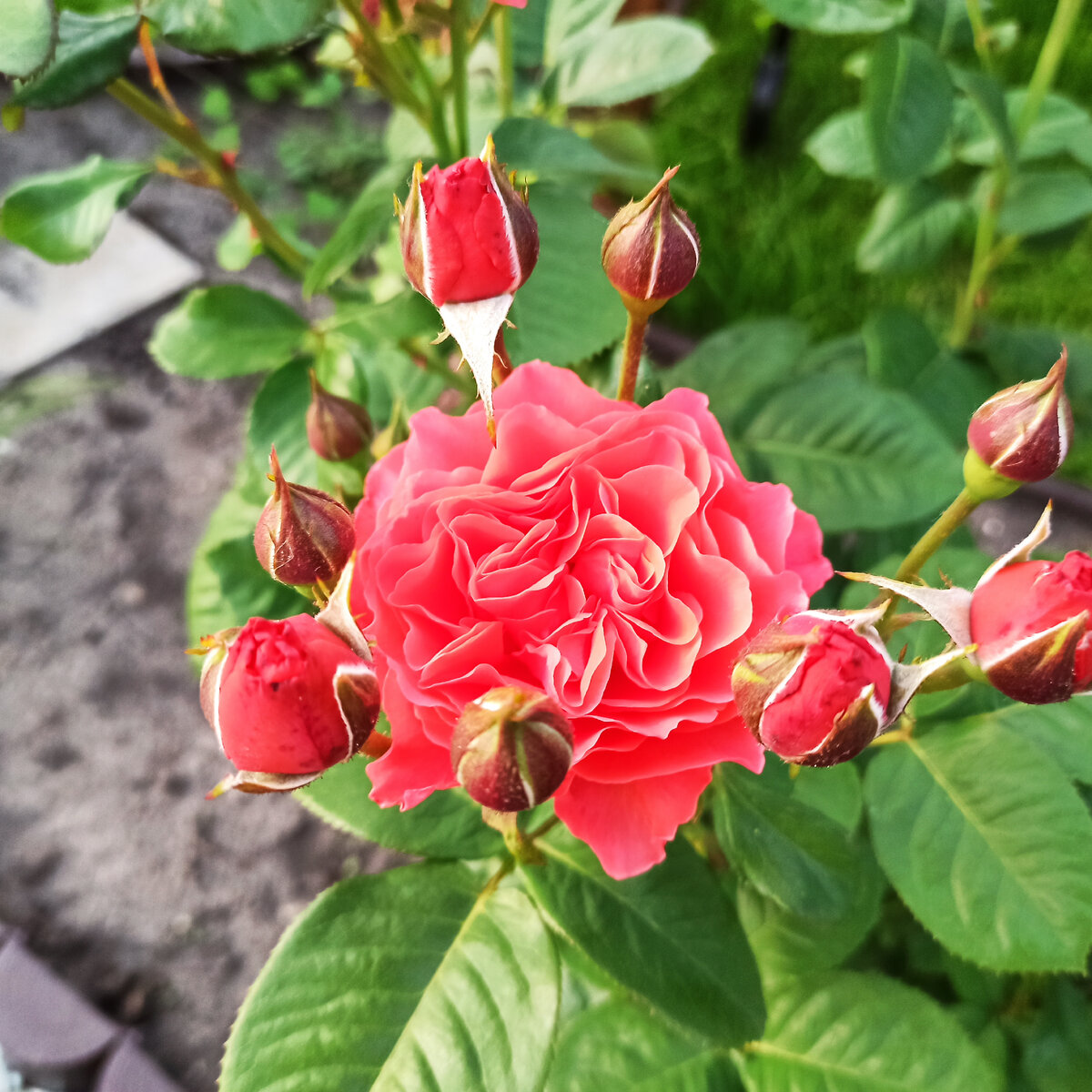 Лучшие сорта флорибунд для подмосковья розы. Роза флорибунда пинк диадем. Розы флорибунда мария терезия (mariatheresia). Роза mariatheresia мария терезия. Роза лионс роуз.