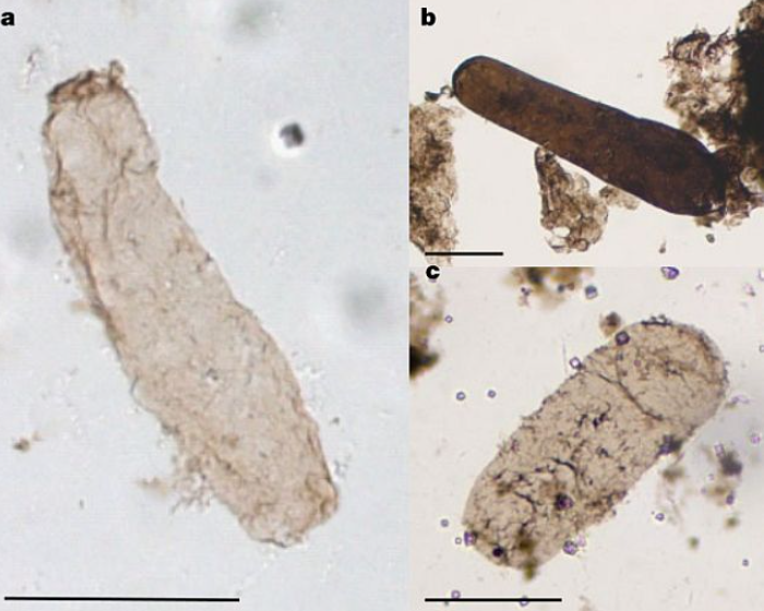     Фото: Demoulin et al./Nature, 2024