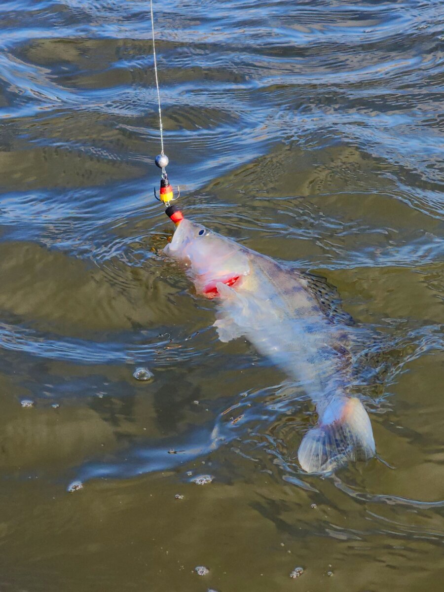 Составить существительное сам летать. Факты о рыбалке. Что значит слово ловить. Поймать на слове фразеологизм. Поймал на слове.