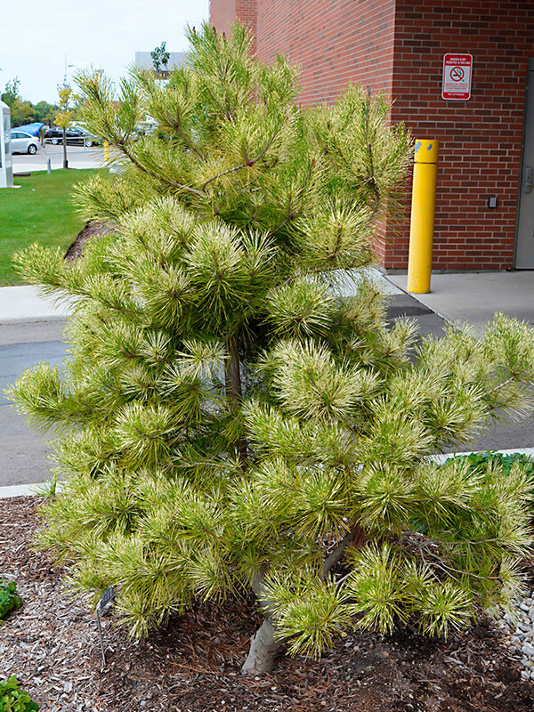 Сосна густоцветковая Голден Гост (GOLDEN GHOST)