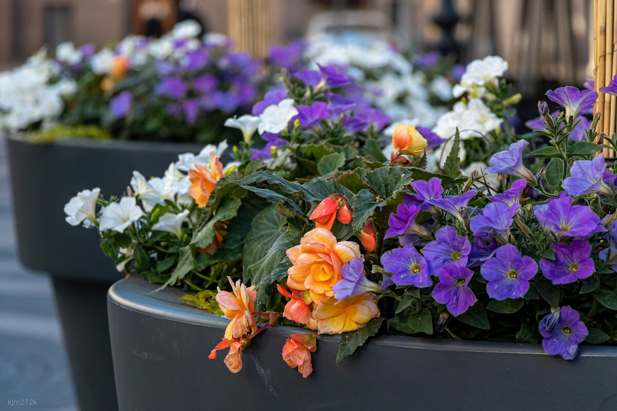 Весеннее утро и кофе. Чай с сиренью. Букет цветов «утренний». Утро в 1 цвете. Утро в 1 цвете.