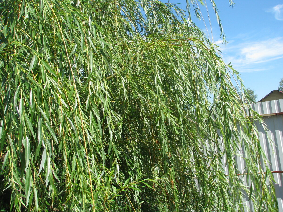 Красотка же. 2014 год. Фото мое